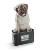 Mustard Dog in a Box Yapışkanlık Not Kağıdı - Görsel 3